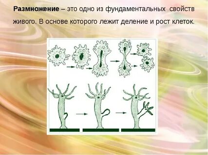 Размножается только в живых клетках
