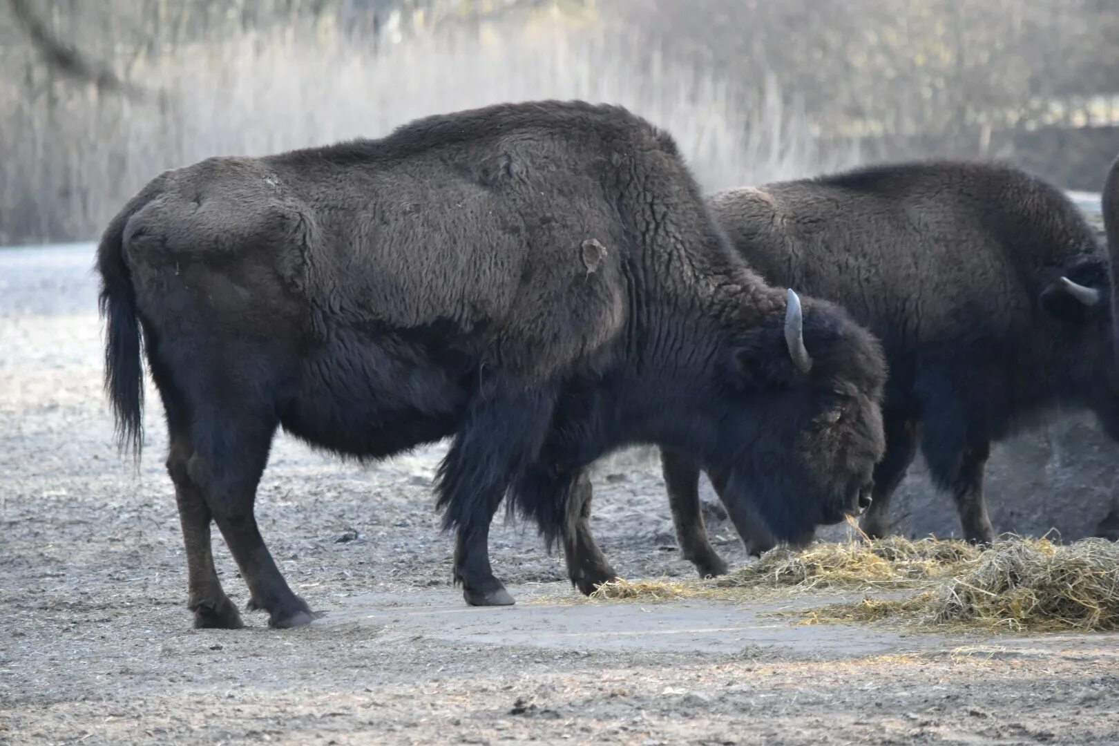 Россия зоопарк американский Бизон. Bison 5843-160. Bison пояс 621 (Bison) s. Bison 100mm. Бизон 320