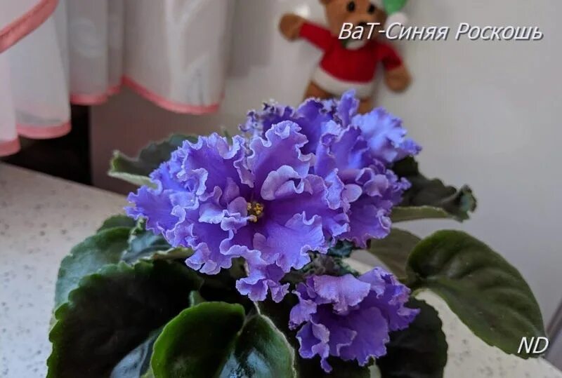 Сорт фиалки ав роскошь. Сорт фиалки роскошь. Фиалка сорт роскошь. Ват-балморал. Сорт фиалки роскошь.