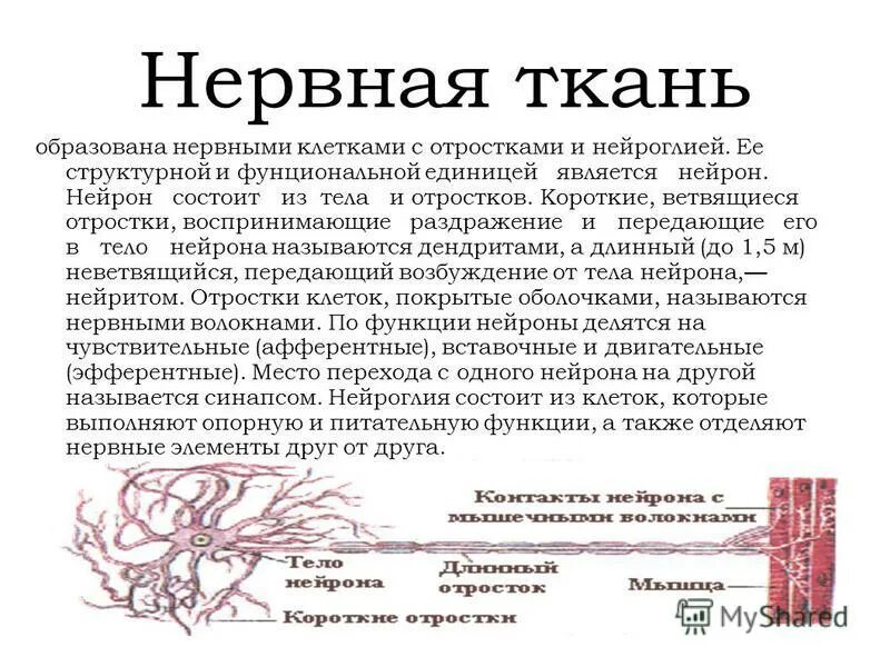 Выполняет питательную функцию воспринимает раздражение. Выполняет питательную функцию воспринимает раздражение. Афферентные нейроны функции. Воспринимает световое раздражение. Типы нейронов.