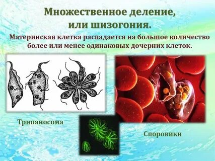 Размножается только в живых клетках