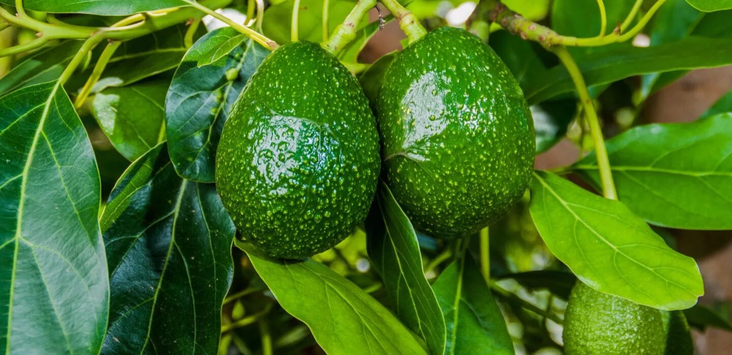 Авокадо персея плод. Авокадо куст дерево. Аллигаторова груша авокадо. Авокадо 4к. Плод авокадо.