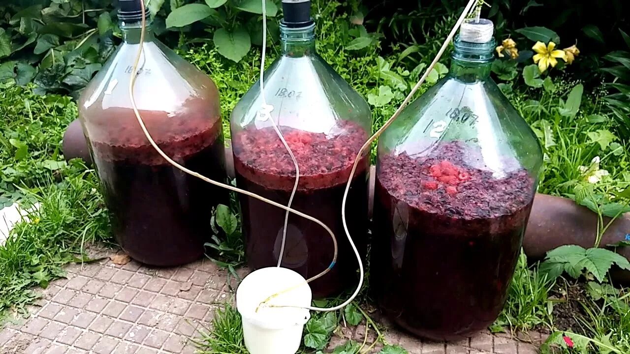 Как сделать домашнее вино из вишни. Вишнёвое вино с косточками. вино из вишни морель. домашнее вино. самодельное вино.