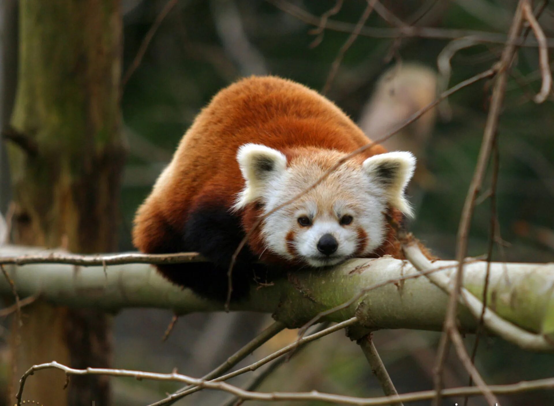 Pandas na