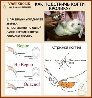 Как подстригать когти кролику декоративному