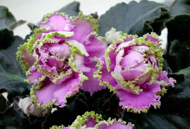 ле сестра королевы. ле сестра королевы фиалка. фиалка ле сестра. фиалка королева елизавета. ле сестра королевы фиалка.