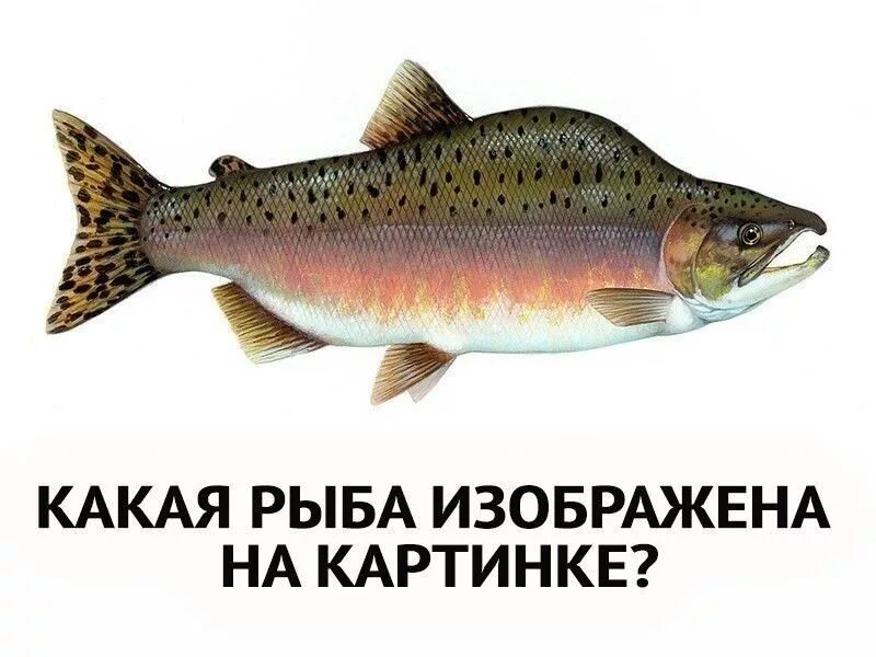 Хариус, ленок, таймень, налим, сиг. Костные рыбы окунеобразные. Стерлядь (acipenser  ruthenus linnaeus, 1758. Осетр белуга севрюга. Какая рыба изображена.