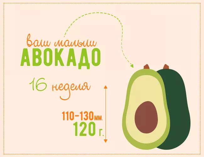 Размер ребенка по неделям фрукты. Формирование плода по неделям. 11 неделя какой фрукт. Фрукты по неделям беременности. 9 недель беременности фрукт.