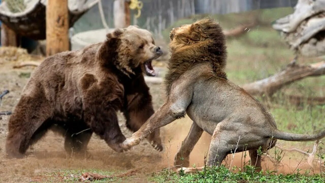 Медведь силен и. Медведь Гризли против Льва. Лев против тигра против медведя.