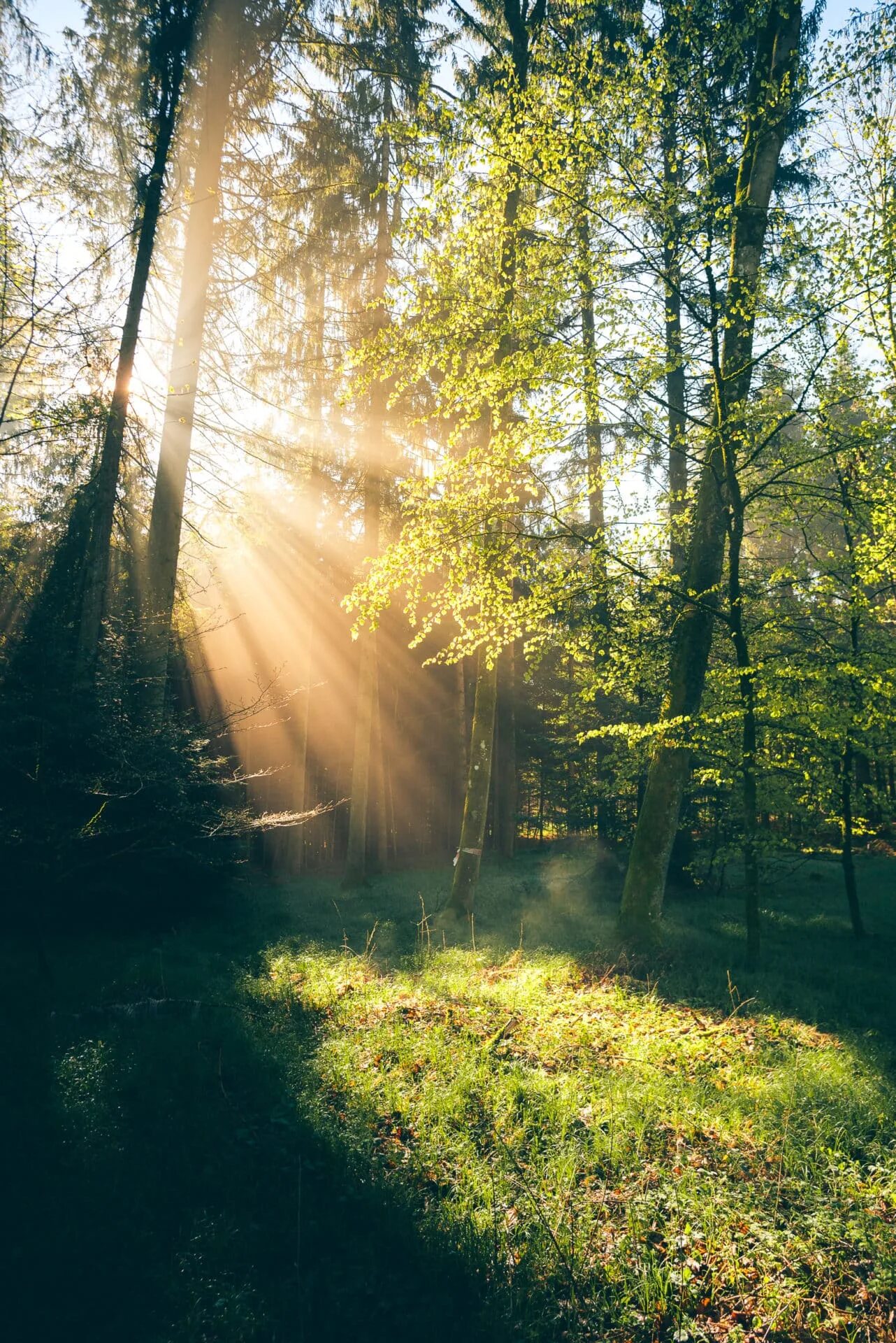 лесной пейзаж. утро в лесу. "солнце в лесу". утро в лесу. солнечное утро в лесу.