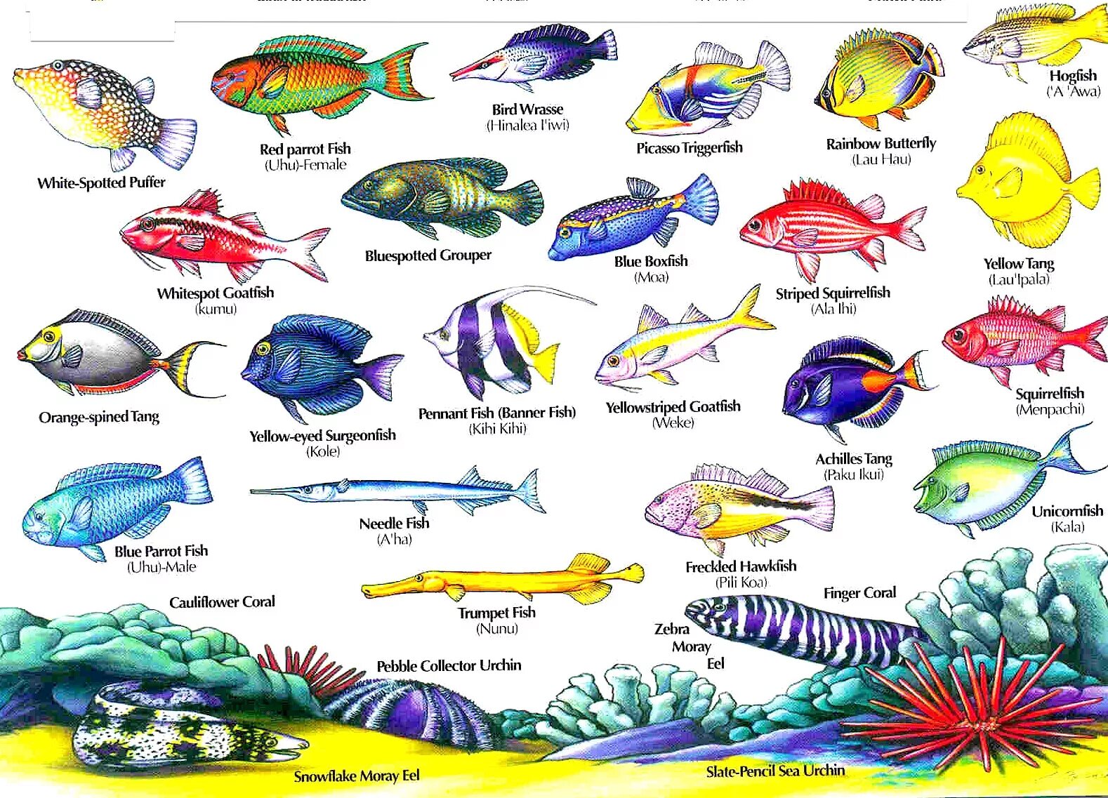 Морские рыбки названия. Морские рыбы с названиями для детей. Тропические рыбки. Изображение морских рыб. Аквариумные рыбы для детей