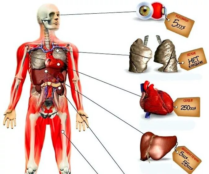 Торговля человеческими органами. Торговля людьми органы. Рынок человеческих органов. Продажа человеческих органов. Торговля органами рф