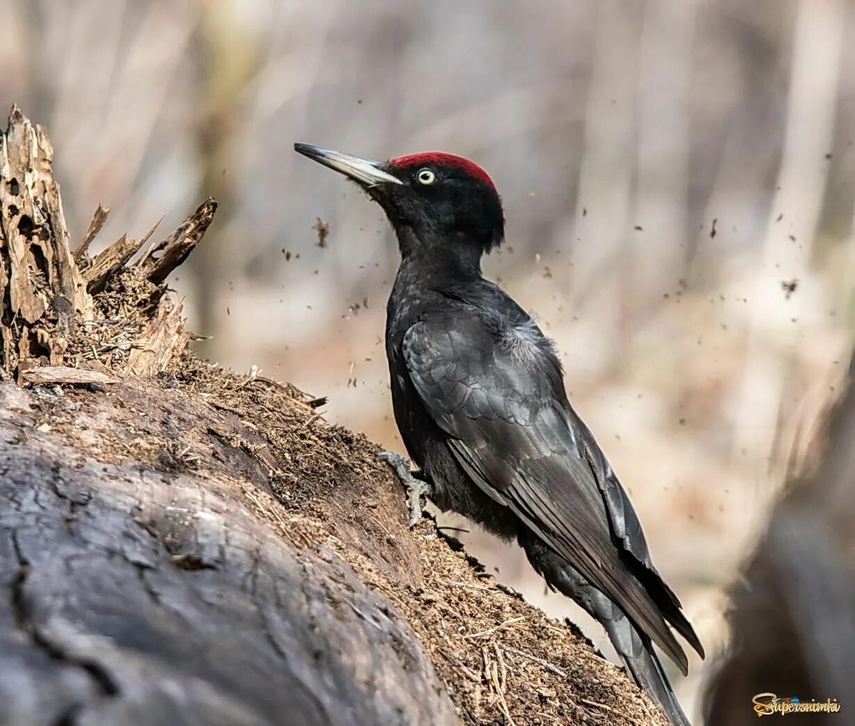 Дятел желна. Дятел 5 букв сканворд. Черный дятел. Клан темных дятлов. Дятел 5 букв сканворд.
