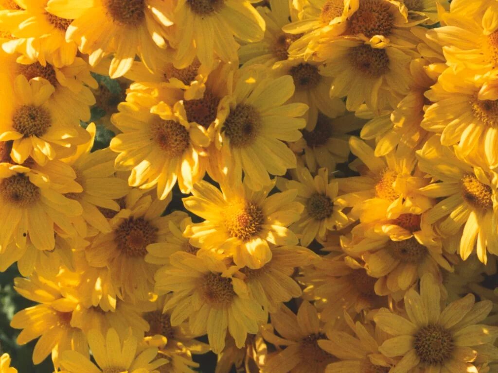 Yelow. Жёлтый цветок. Желтые цветы Эстетика. Цветы на желтом фоне. Цветы желтого цвета.