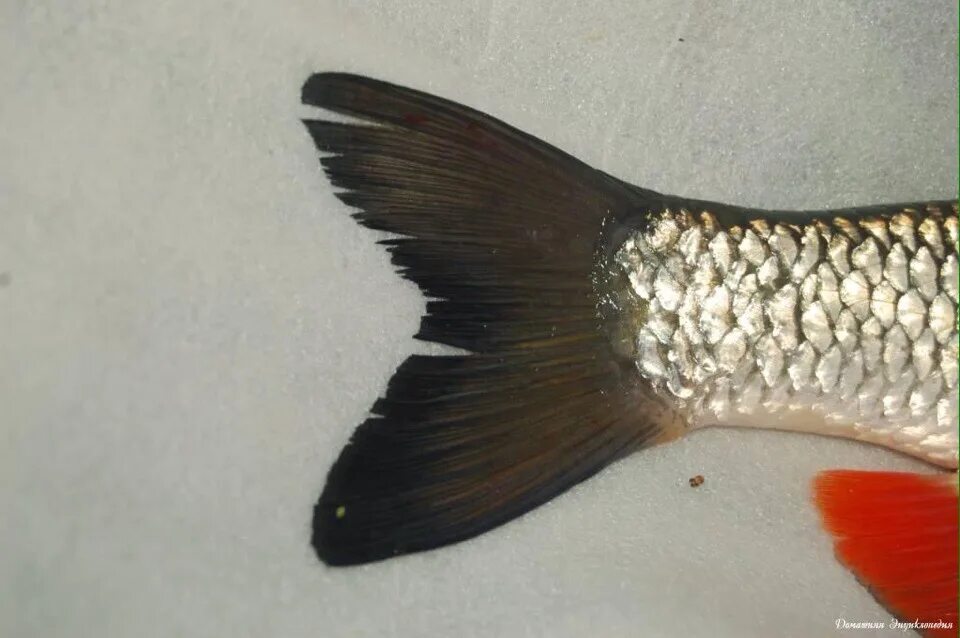 Как выглядит хвост рыбы Download free photo of Fish,tail,close,detail,effect from