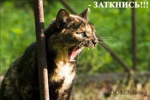 Слово замолчи