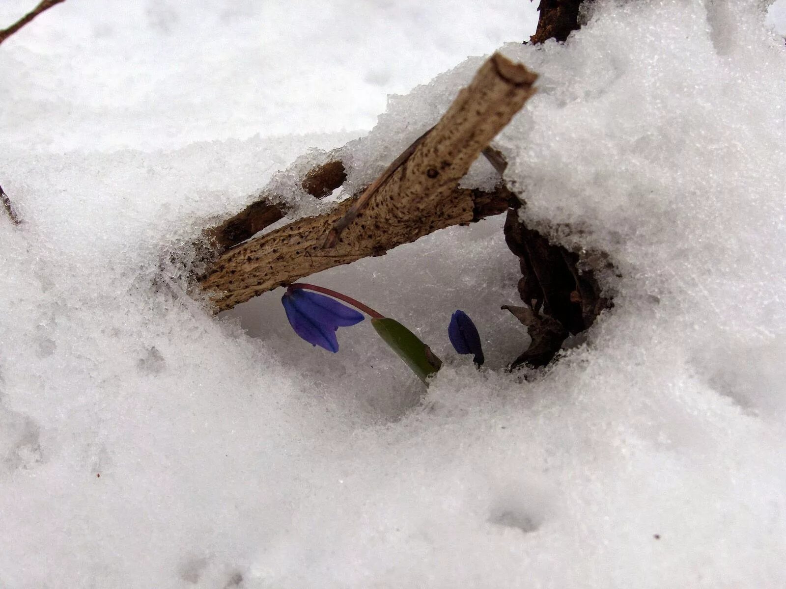 Вот и март заканчивается. Когда кончается март. Вот и март заканчивается картинки красивые. Кот ждет весну. Когда кончается март.