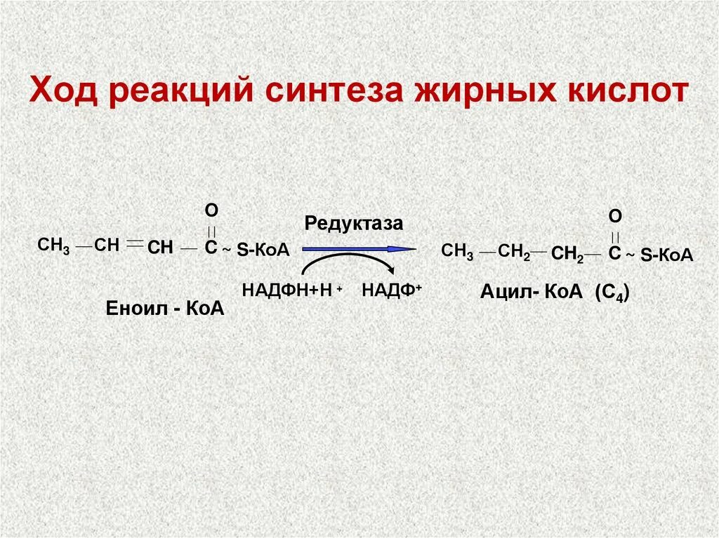 Реакция синтеза пример. Синтез высших жирных кислот реакции. Ход реакции синтеза жирных кислот. Синтез жирных кислот из ацетил КОА реакции. Реакция восстановления жирных кислот..