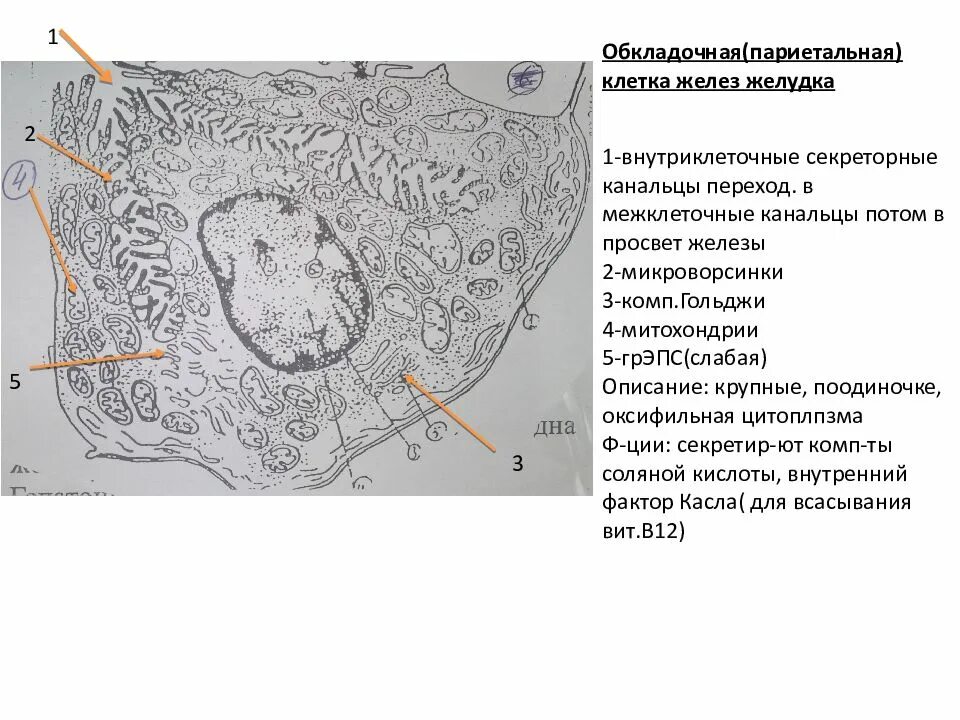 Обкладочные клетки желез желудка. Париетальные клетки желез желудка. Функция париетальных клеток желез желудка. Обкладочные клетки желудочных желез секретируют