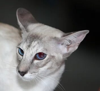 Окрасы ориентальных кошек