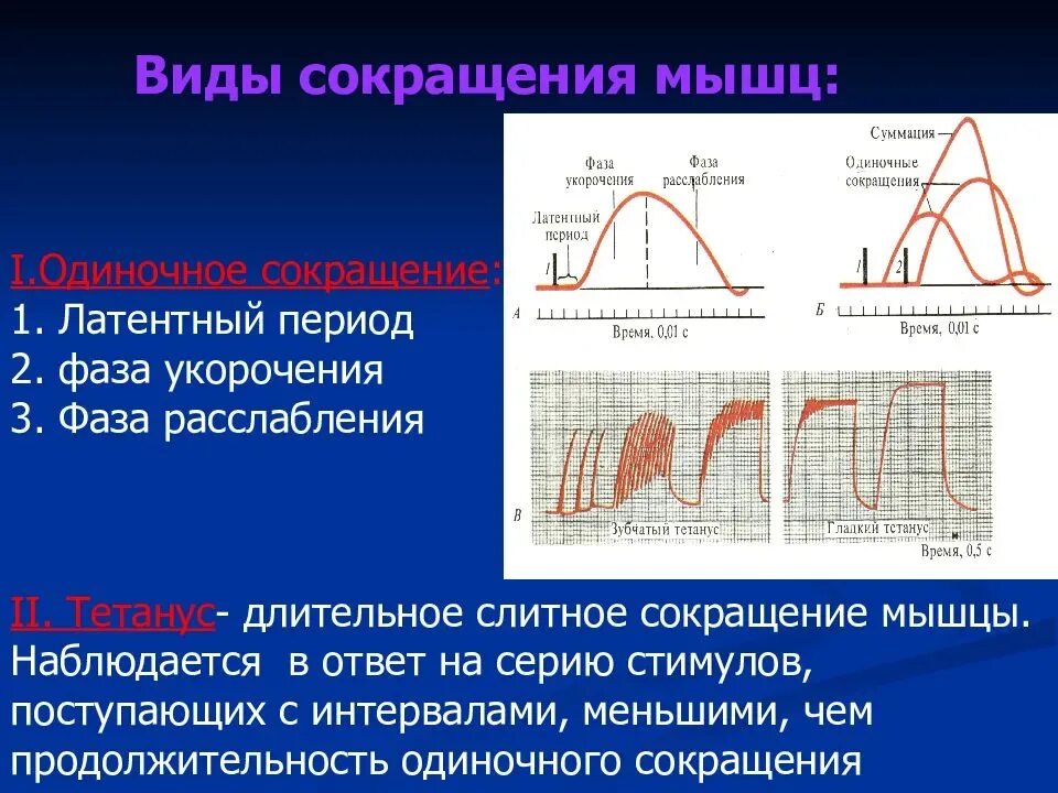 Изолирующая функция. Суммация и тетанус. Одиночные сокращения: фазы (тетанус). Фазы сокращения мышц. Одиночное и тетаническое сокращение мышц.