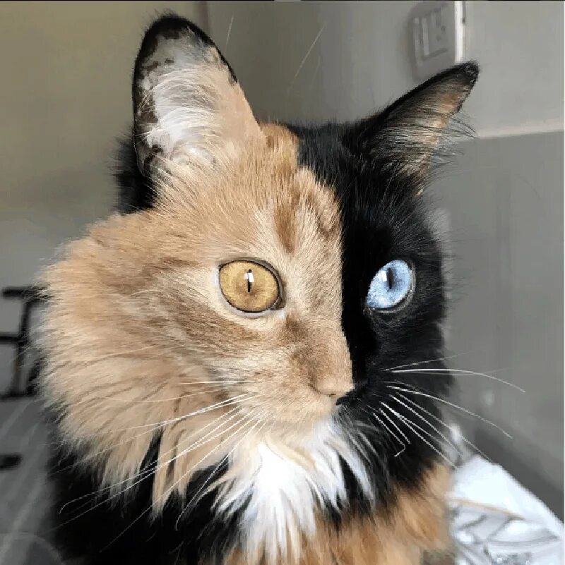 Meet Quimera, the Cat with Two Purrfectly Different Sides to Her Face Pretty cat