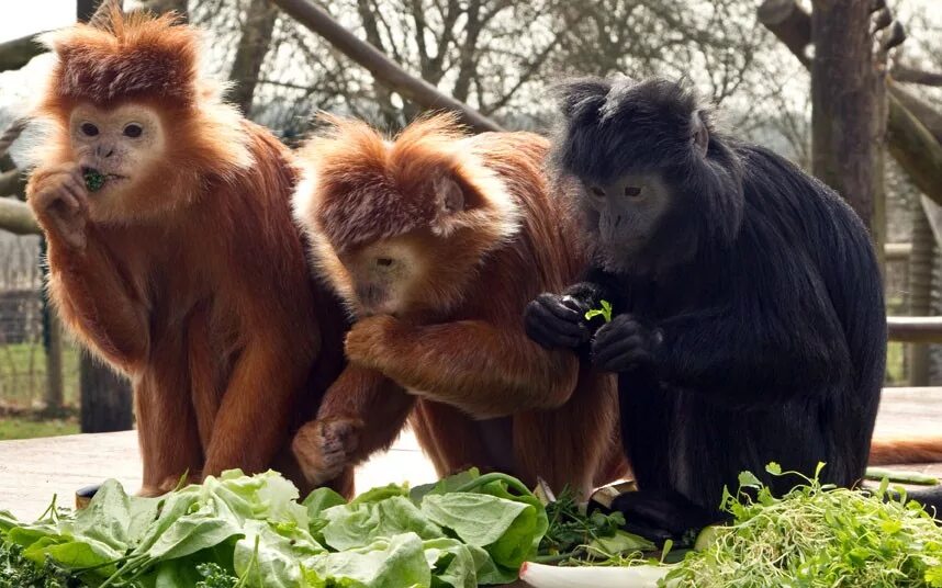 Смешной зоопарк. Орангутанг в московском зоопарке. Дети в зоопарке. Смешной зоопарк. Смешной зоопарк.