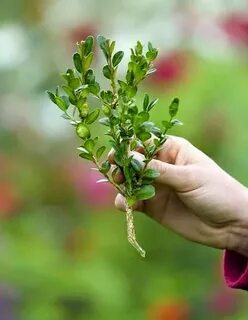 Самшит черенками весной