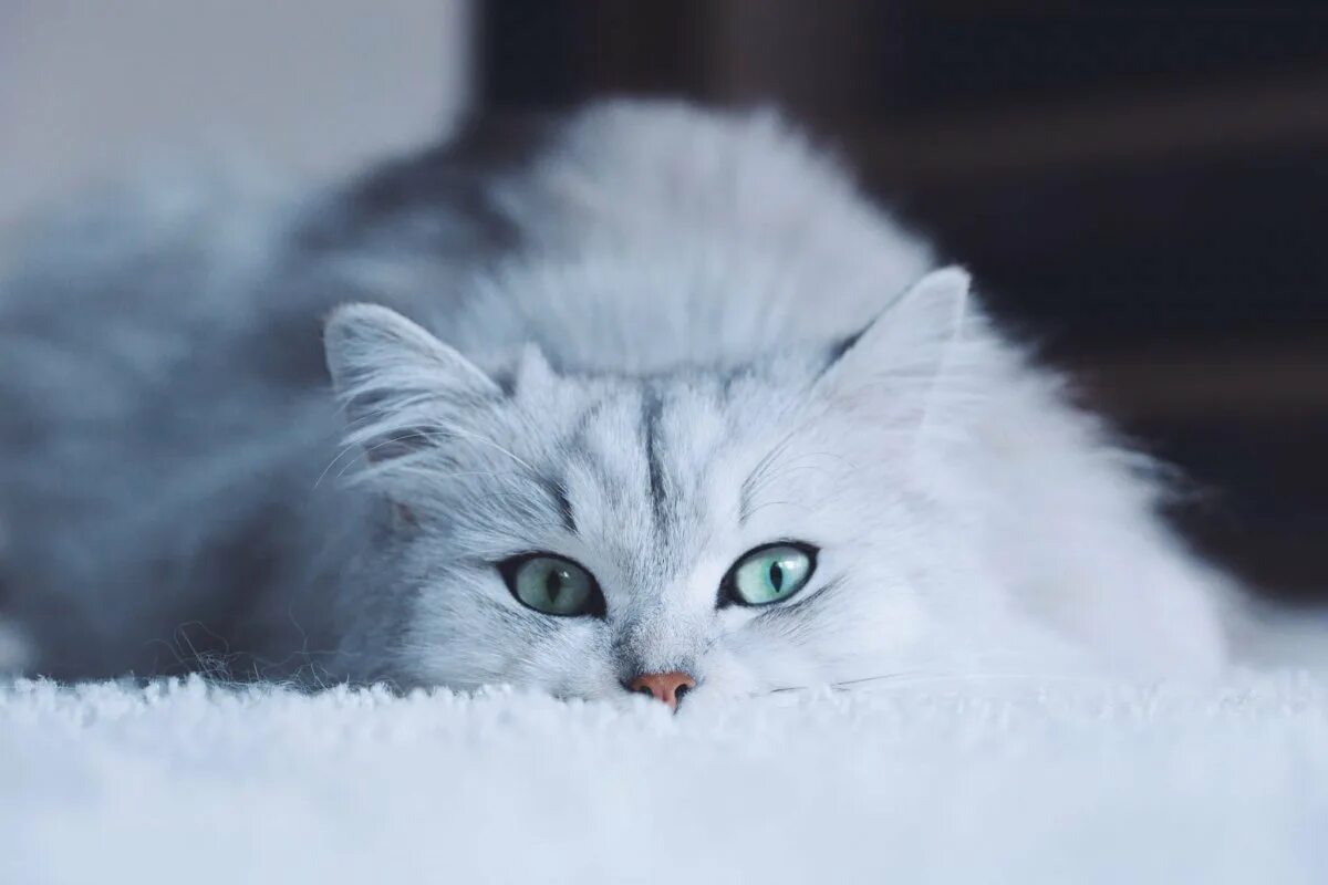 Красивые кошечки. Белый котёнок с голубыми глазами. Красивый кот с голубыми глазами. Красивая белая кошка. Белая киса