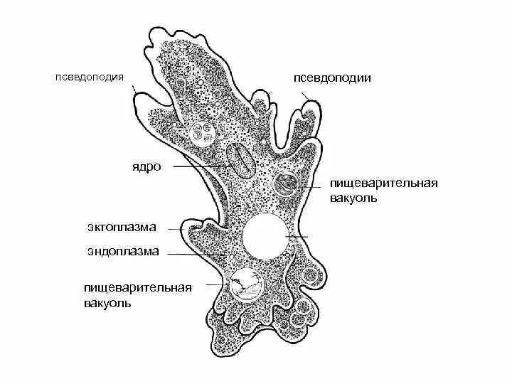 Пищеварительная вакуоль рисунок