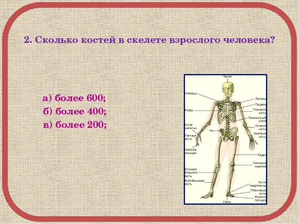 И молодые люди кости человека. Сколько костей в скелете человека. Сколько костей у человека взрослого. Сердько костей в скелете. Масса скелета взрослого человека.