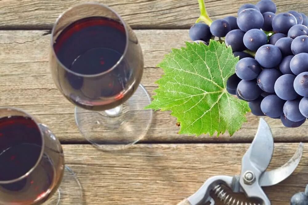 Производство вина из винограда