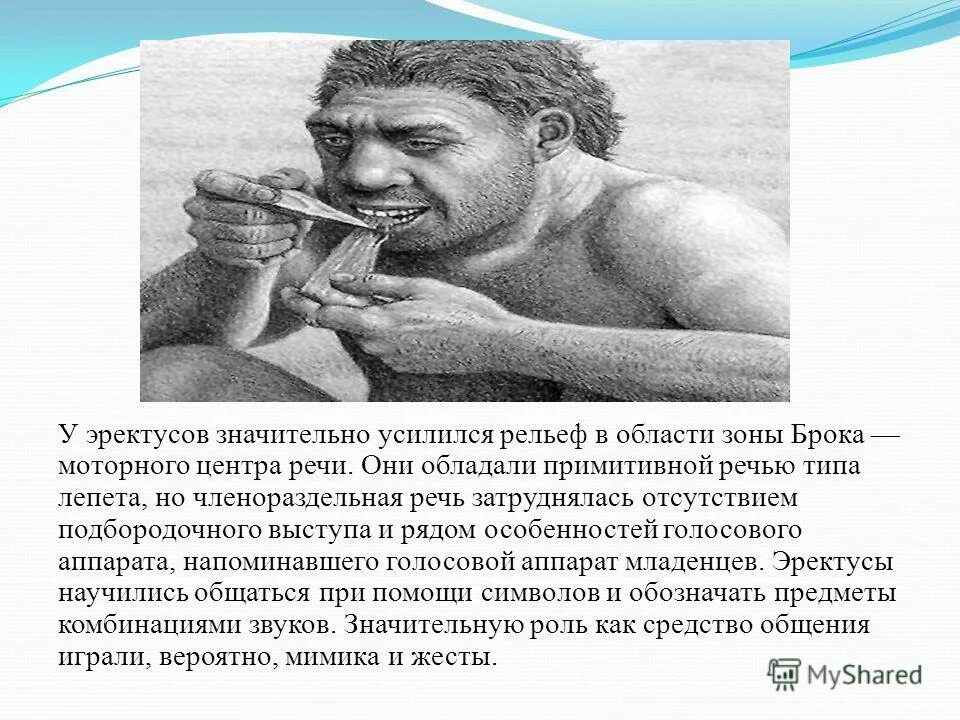 Укажите мышцу участвующую в членораздельной речи. Укажите мышцу участвующую в членораздельной речи