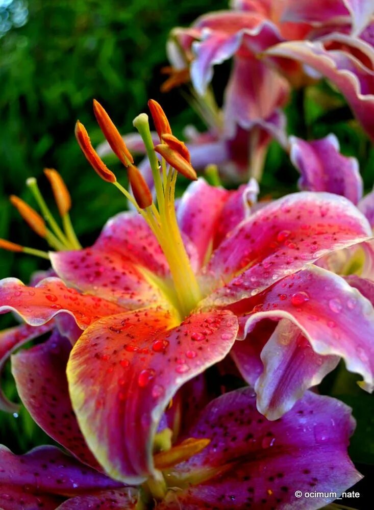 Lily picture