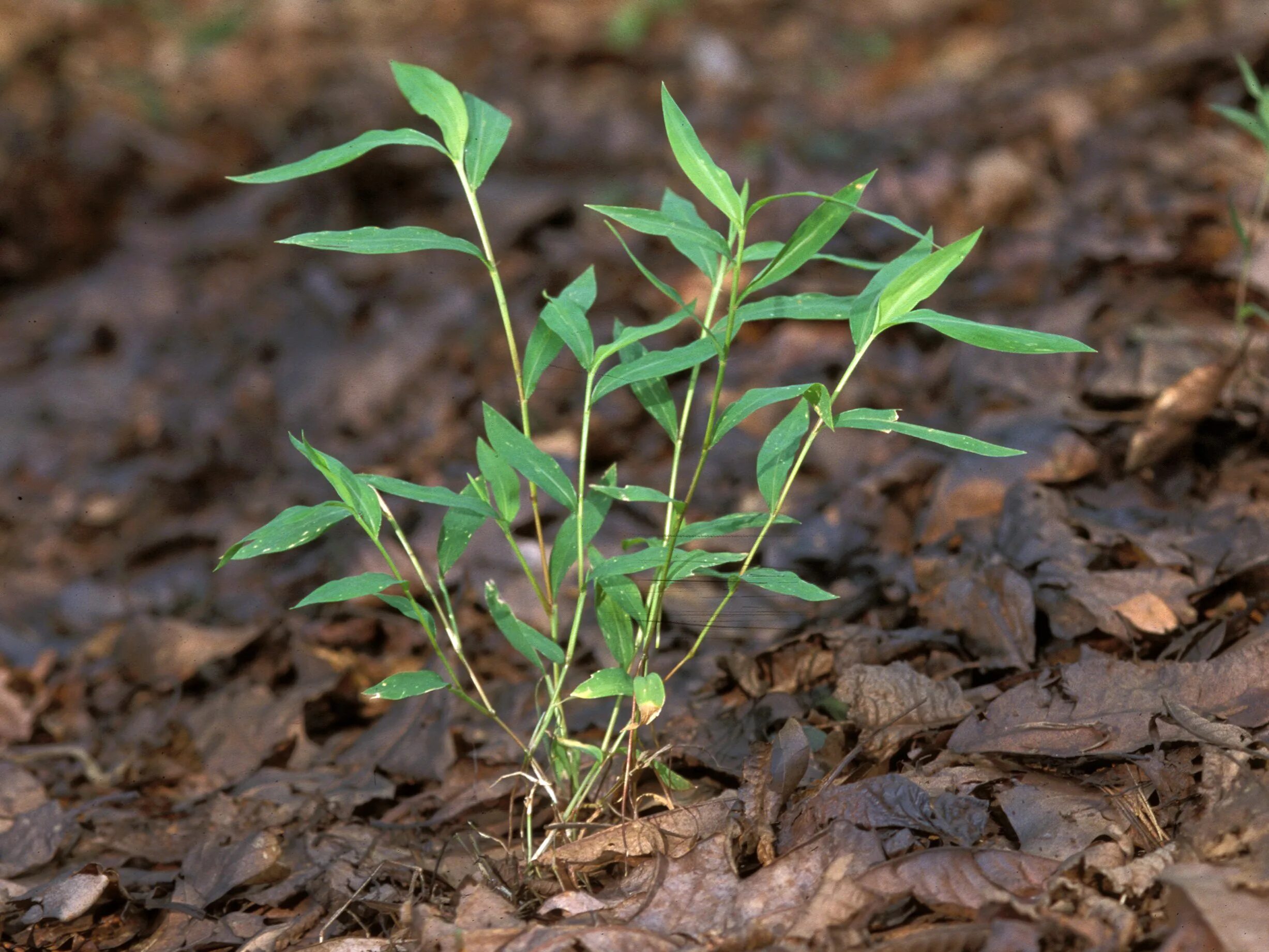 Microstegium vimineum. Инвазивные растения Удмуртии. Инвазионные виды растений. Инвазивные сорняки. 5 новых видов растений