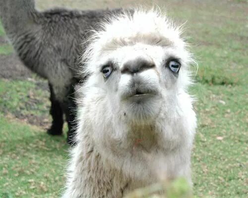 An alpaca walks into a French optician's... Funny animals with captions, Animals