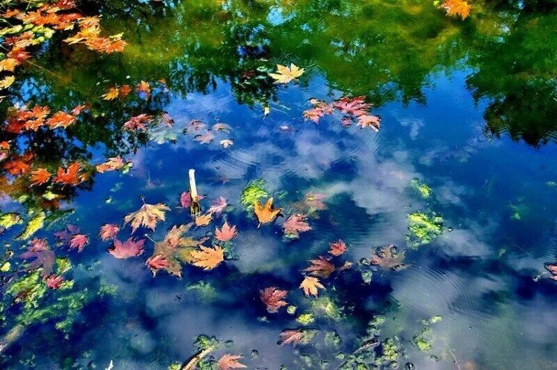 Каждый видит в человеке то что хочет. День отражений в лужах. С днём отражения в лужах открытки. Небо в луже. Отражение в луже.