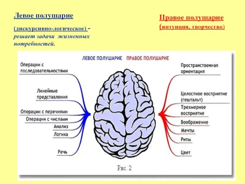 Ведущее полушарие мозга. Левое и правое полушарие мозга. За что отвечает левое и правое полушарие. Правое и левое полушарие мозга за что отвечают. Работа правого и левого полушария.