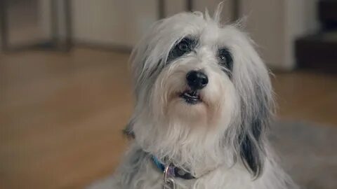 What breed is Cupcake the dog in Man vs Bee? 