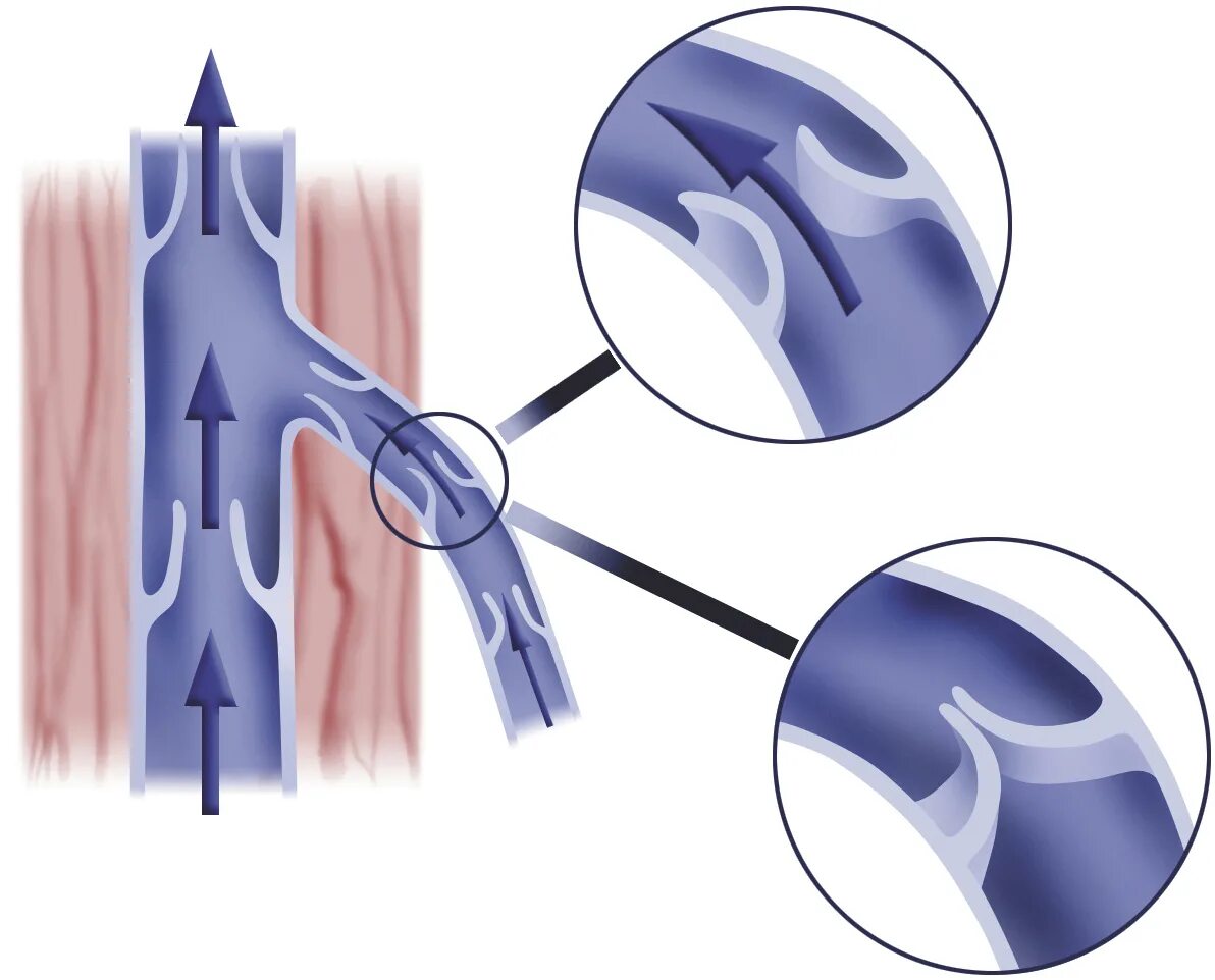 Вены ног клапаны