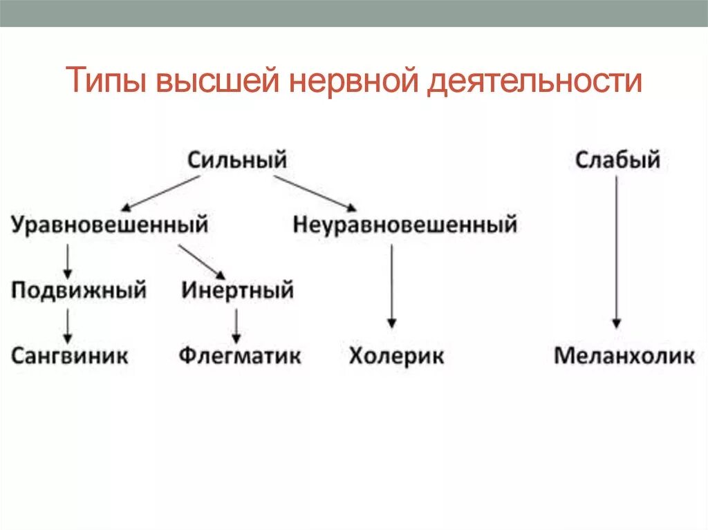 Сильный уравновешенный подвижный тип нервной