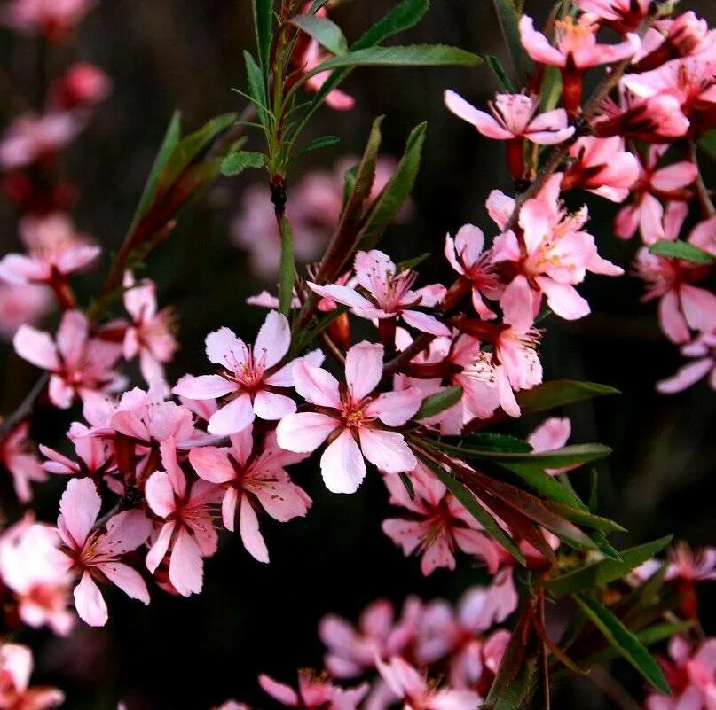 Миндаль двулопастный. Миндаль цветущий кустарник. Миндаль декоративный кустарник. Куст миндаль декоративный. Миндаль луизеания махровый.
