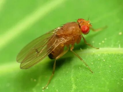 Fruit fly