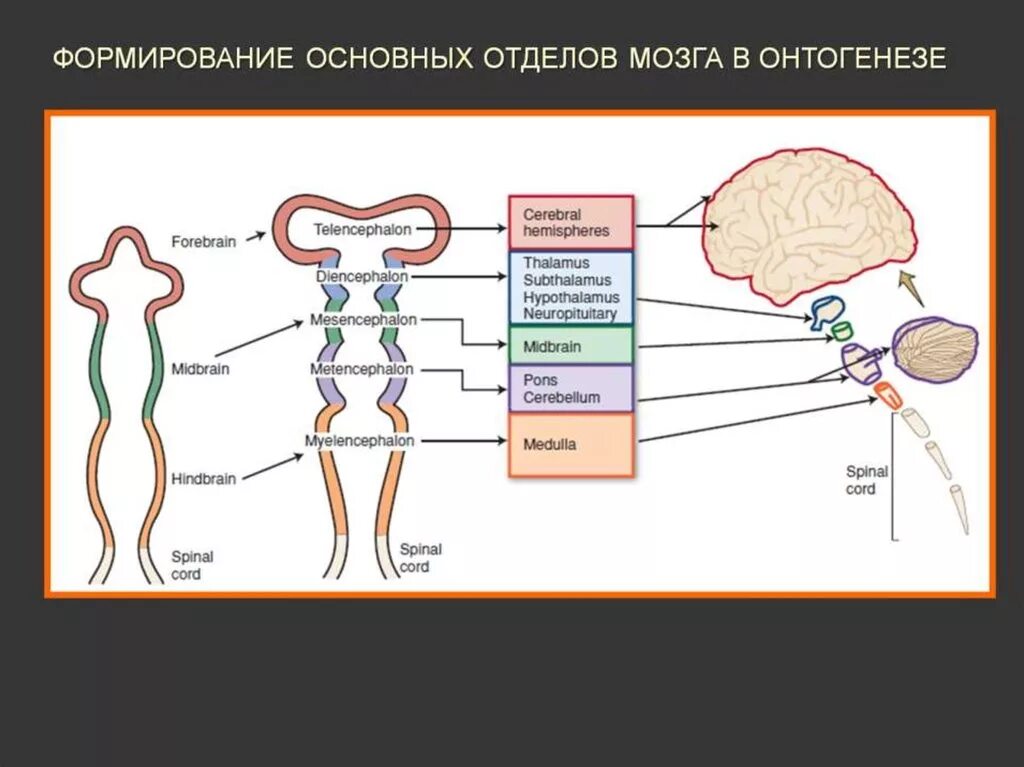 Развитие нервной системы и поведения. Эволюция нервной системы. Эволюция нервной системы человека. Этапы эволюции нервной системы. Схему основных путей эволюции нервной системы..