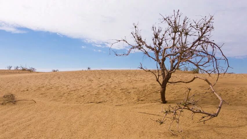 Период засухи. Засуха в Марокко. Восточная Африка засуха. Засуха в саванне.