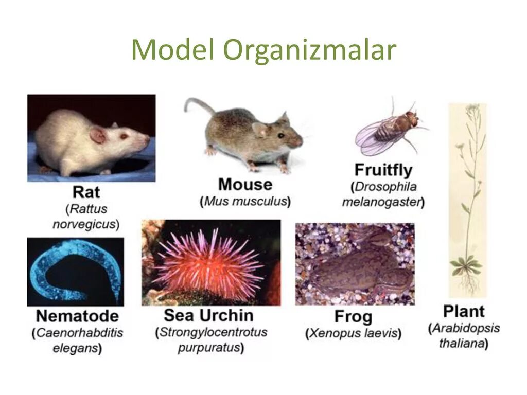Модельные организмы. Модельные организмы в биологии. Model Organisms. Модельные организмы примеры. Организмы примеры слов