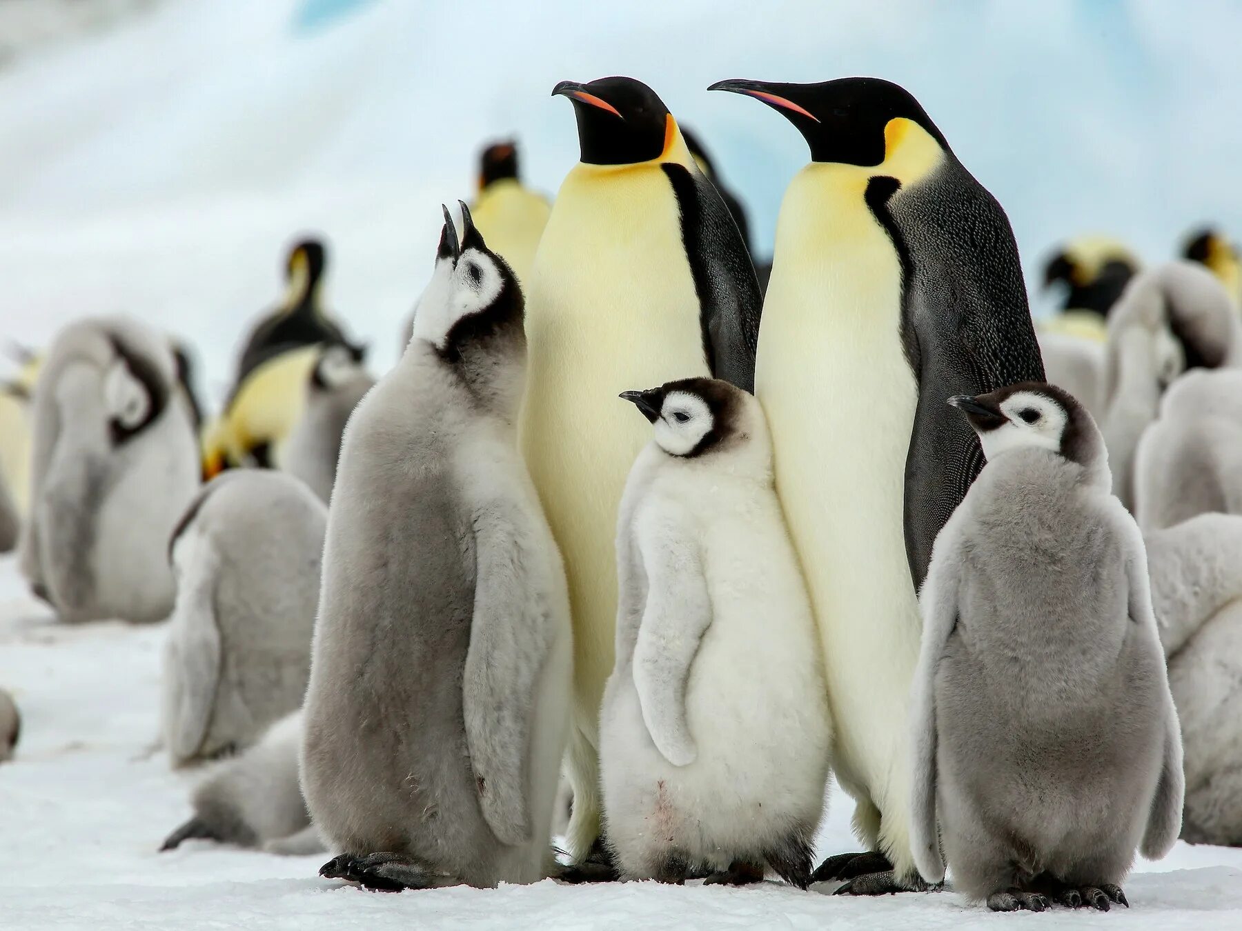 Императорский Пингвин млекопитающий. Малый Пингвин. Императорский Пингвин и человек. Пингвин 20 лет. Какие красивые золотистые пингвины