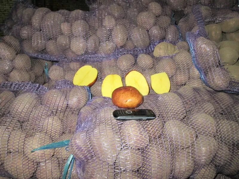 Много ввести в тачанке сырой чистой картошки. Картофель мелкий, сетка. Картофель оптом. Картофель фасованный. Авито белгородская область картофель.