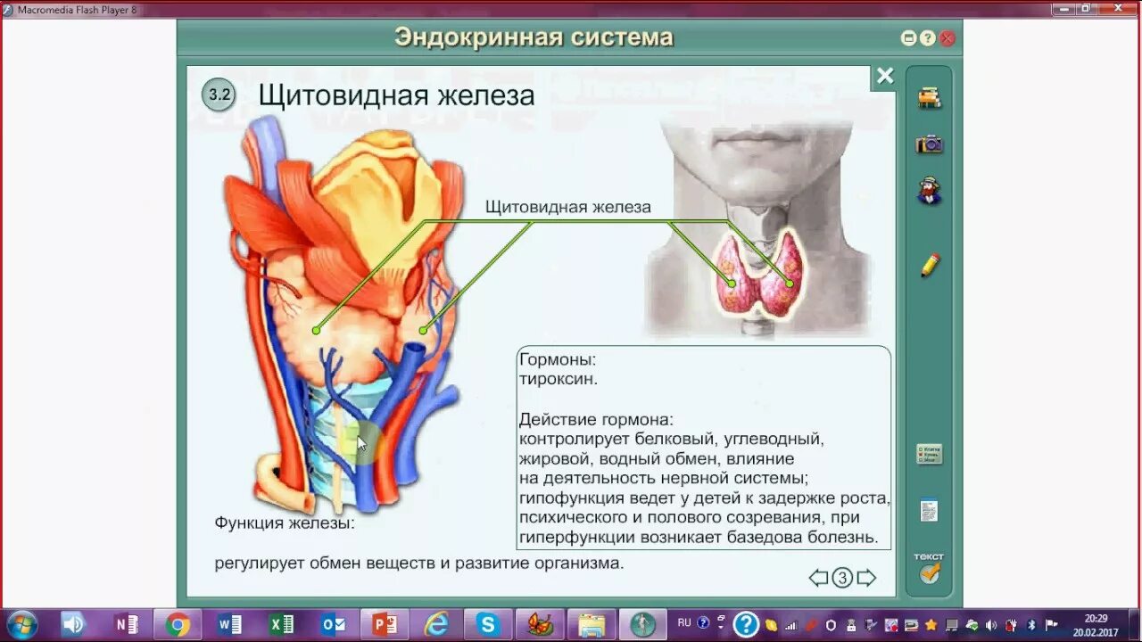 Эндокринная система щитовидная железа. Щитовидная железа биология. Заболевания огэ биология