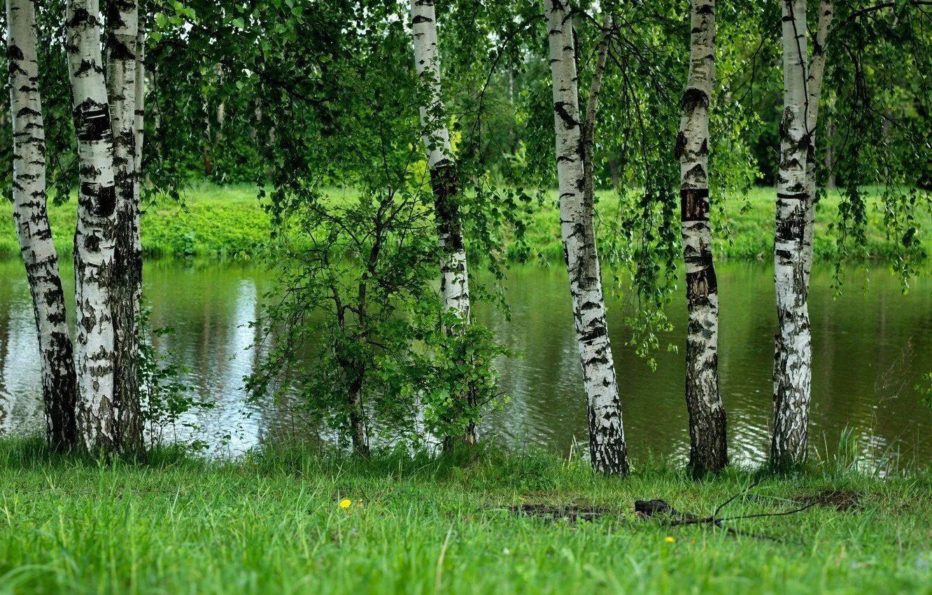 Х березки. Березовая роща Томск. Березовая роща Чебоксары. Природа Березовая роща Полянка речка. Березовая роща Кострома.